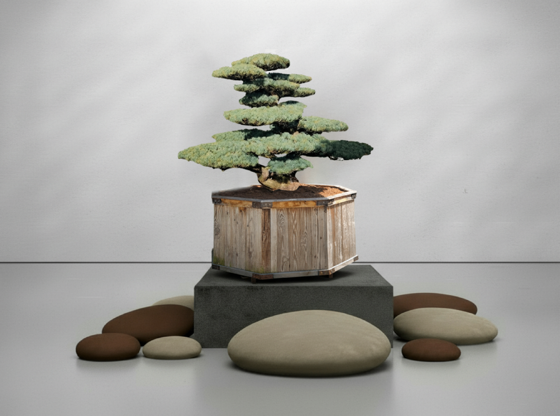 Bonsai.org  Bonsai kaufen im Bonsai Shop | Exklusive Unikate & Solitre