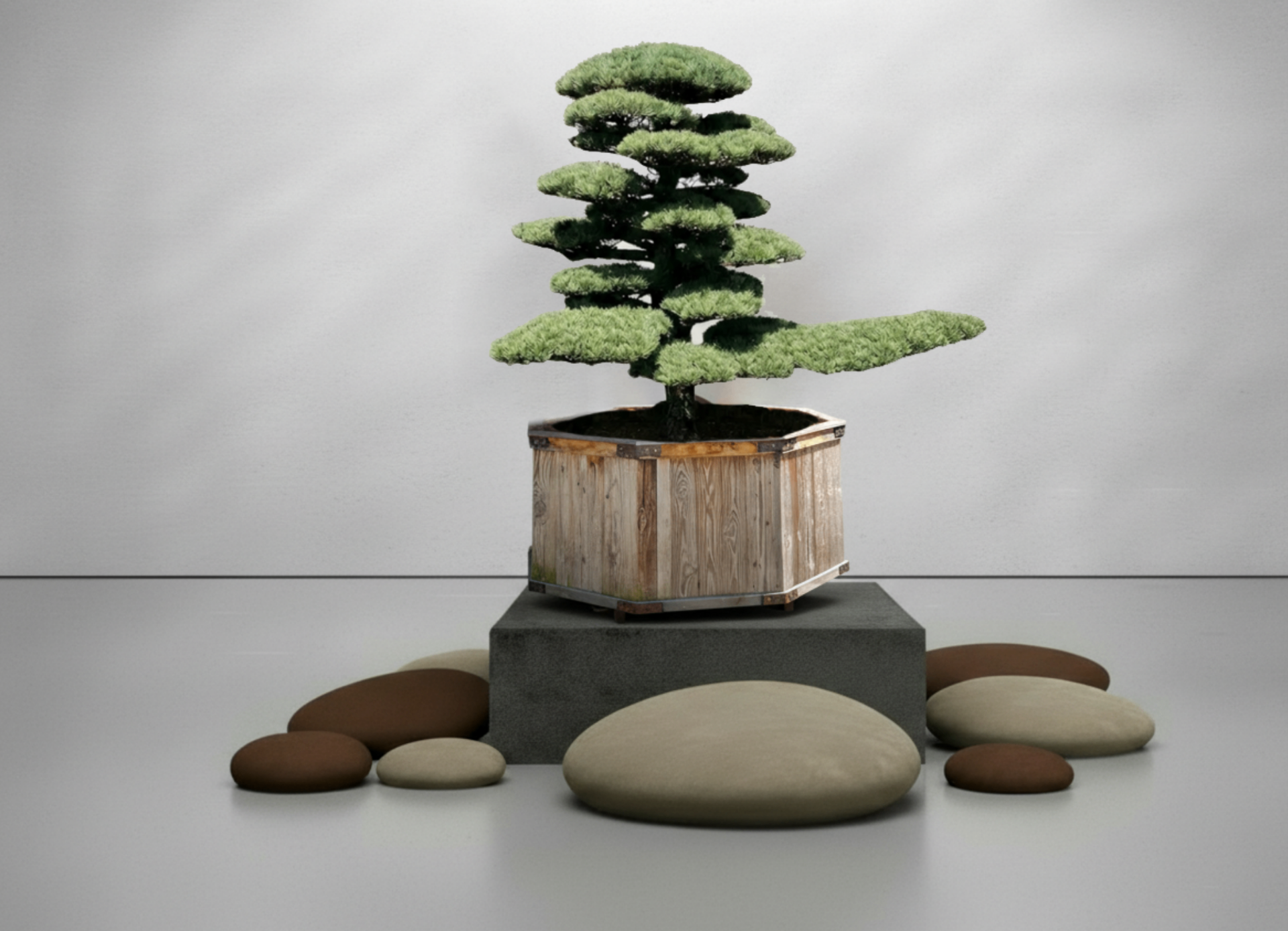 Pinus Parviflora No. 18 - Pinus parviflora | Bonsai Masterpieces kaufen bei Bonsai.org