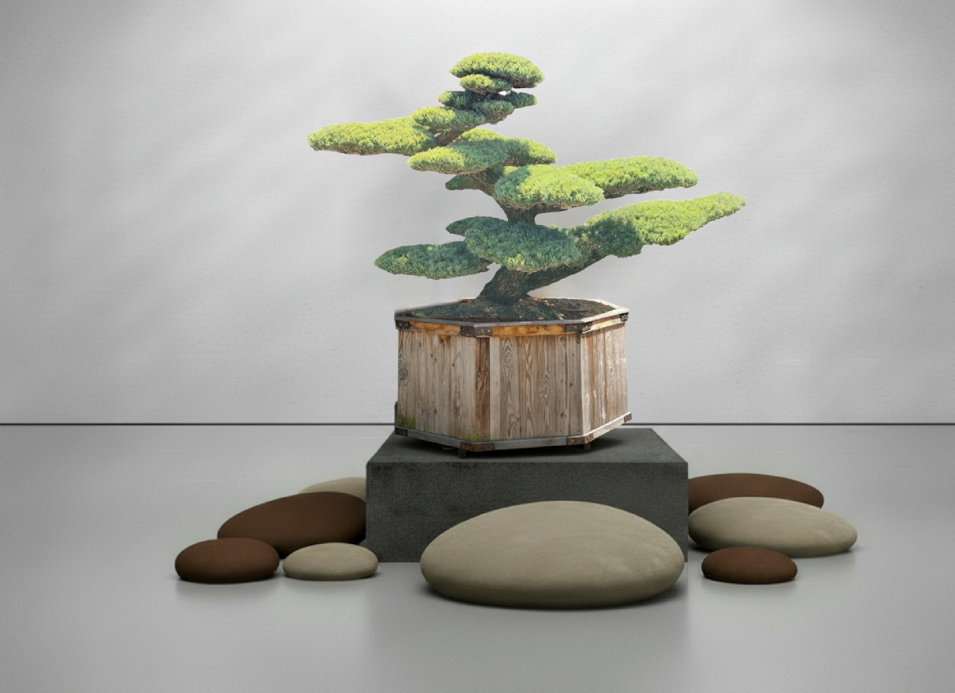 Bonsai.org  Bonsai kaufen im Bonsai Shop | Exklusive Unikate & Solitre