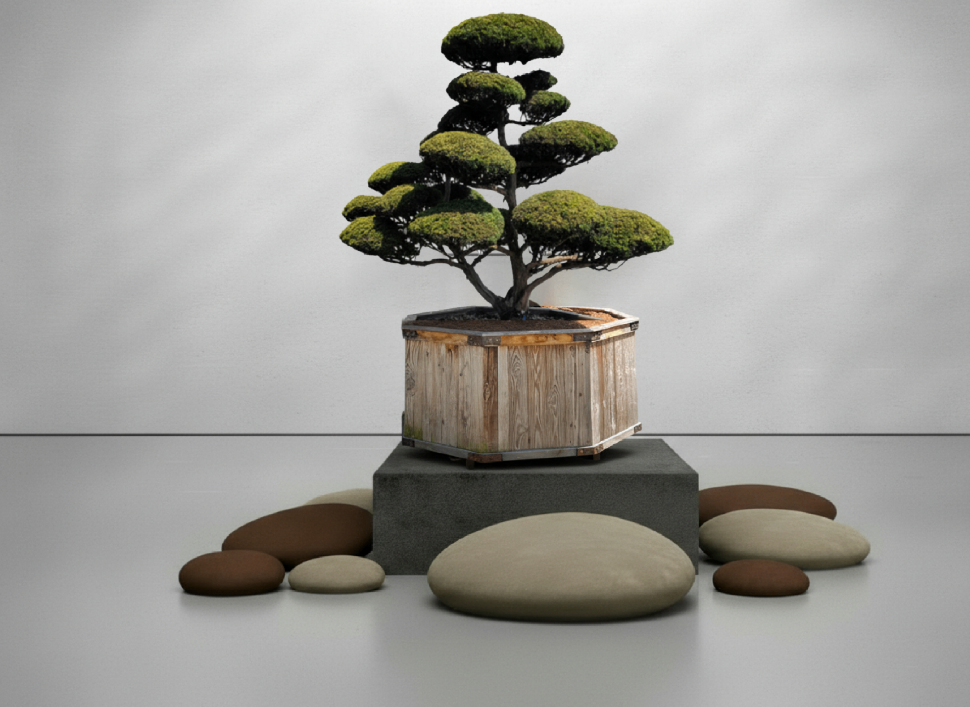 Bonsai.org  Bonsai kaufen im Bonsai Shop | Exklusive Unikate & Solitre
